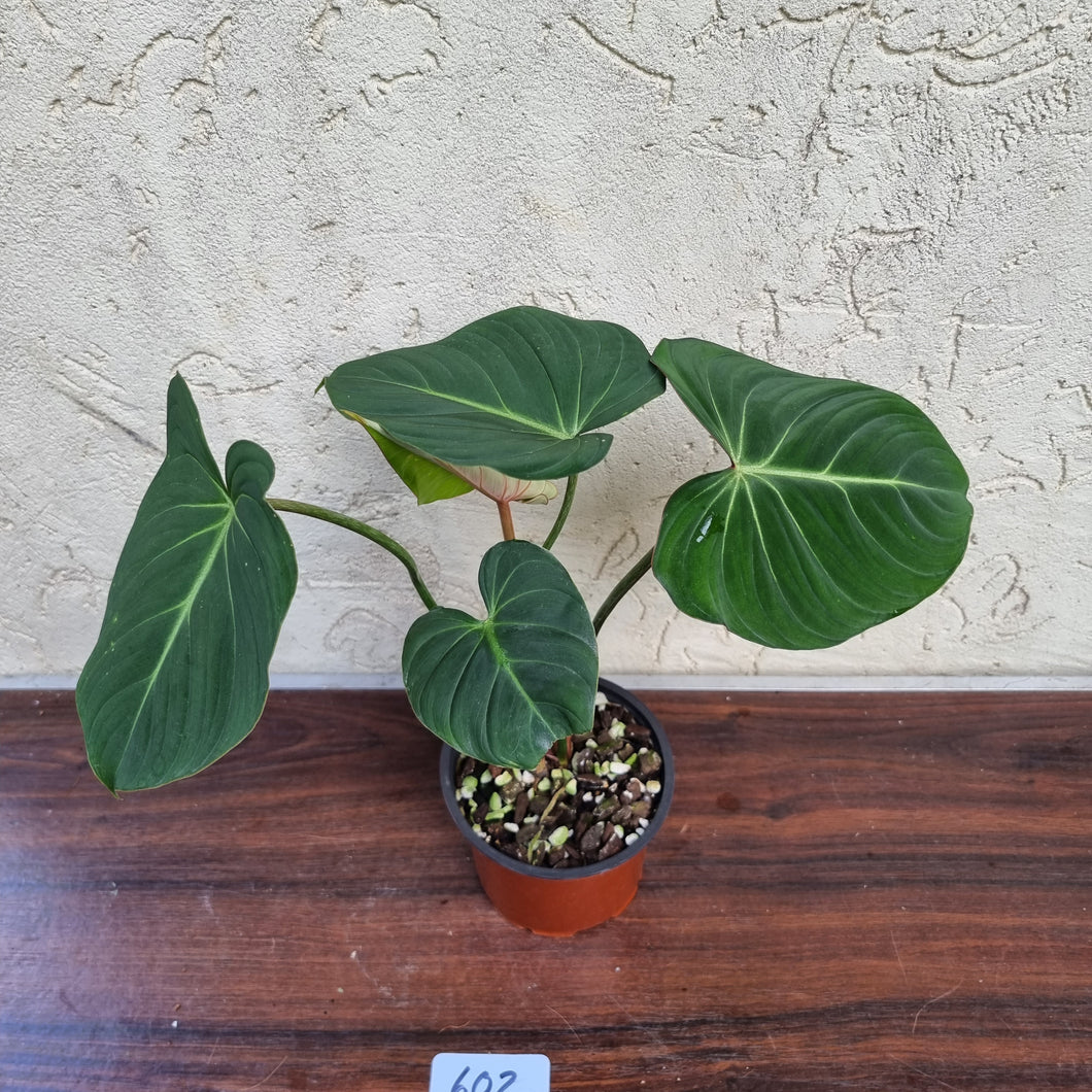 #602 Philodendron Gloriosum