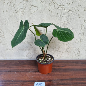 #602 Philodendron Gloriosum