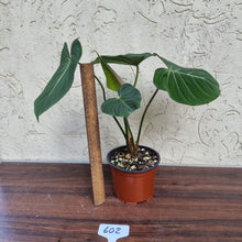 Load image into Gallery viewer, #602 Philodendron Gloriosum