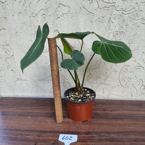 #602 Philodendron Gloriosum