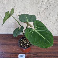 Load image into Gallery viewer, #602 Philodendron Gloriosum