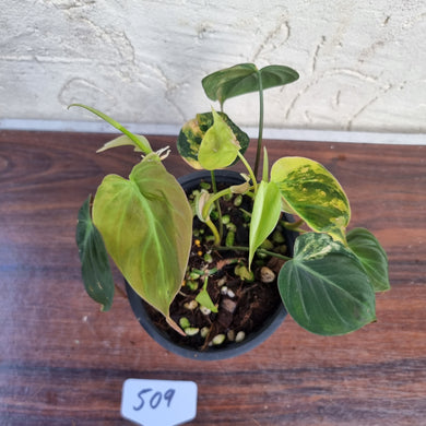 #509 Variegated Philodendron Hederaceum var. Hederaceum (Micans) - Multiple Heads