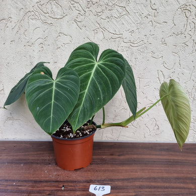 #613 Large Philodendron Glorious (Melanochrysum x Gloriosum)