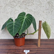 Load image into Gallery viewer, #613 Large Philodendron Glorious (Melanochrysum x Gloriosum)