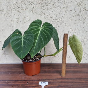 #613 Large Philodendron Glorious (Melanochrysum x Gloriosum)
