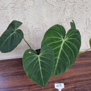 #613 Large Philodendron Glorious (Melanochrysum x Gloriosum)