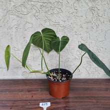 Load image into Gallery viewer, #613 Large Philodendron Glorious (Melanochrysum x Gloriosum)