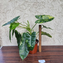 Load image into Gallery viewer, #804 Large Variegated Philodendron Burle Marx