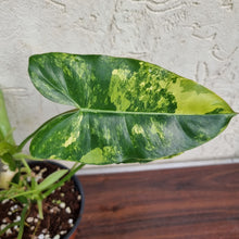 Load image into Gallery viewer, #804 Large Variegated Philodendron Burle Marx