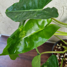 Load image into Gallery viewer, #804 Large Variegated Philodendron Burle Marx