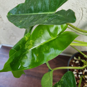 #804 Large Variegated Philodendron Burle Marx