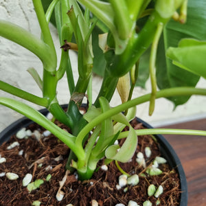 #804 Large Variegated Philodendron Burle Marx