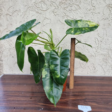 Load image into Gallery viewer, #804 Large Variegated Philodendron Burle Marx