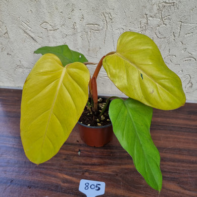 #805 Philodendron Golden Erubescens