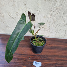 Load image into Gallery viewer, #610 Philodendron Atabapoense