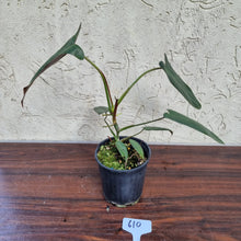 Load image into Gallery viewer, #610 Philodendron Atabapoense