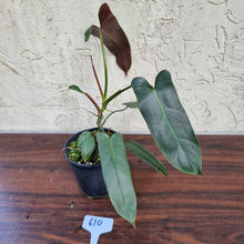 Load image into Gallery viewer, #610 Philodendron Atabapoense