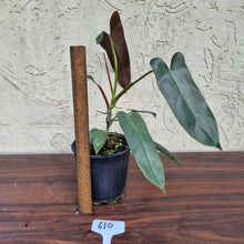 Load image into Gallery viewer, #610 Philodendron Atabapoense