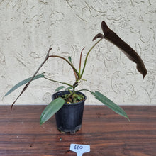 Load image into Gallery viewer, #610 Philodendron Atabapoense