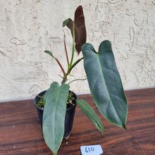 Load image into Gallery viewer, #610 Philodendron Atabapoense