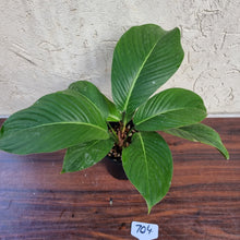 Load image into Gallery viewer, #704 Philodendron Geniculatum