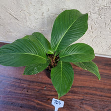 Load image into Gallery viewer, #704 Philodendron Geniculatum