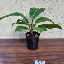 Load image into Gallery viewer, #704 Philodendron Geniculatum