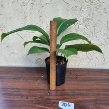 Load image into Gallery viewer, #704 Philodendron Geniculatum