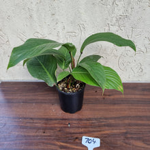 Load image into Gallery viewer, #704 Philodendron Geniculatum