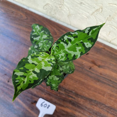 #608 Aglaonema Pictum Tricolor