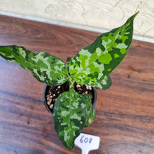 Load image into Gallery viewer, #608 Aglaonema Pictum Tricolor