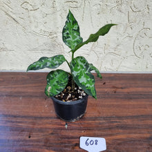 Load image into Gallery viewer, #608 Aglaonema Pictum Tricolor