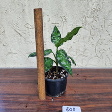 Load image into Gallery viewer, #608 Aglaonema Pictum Tricolor