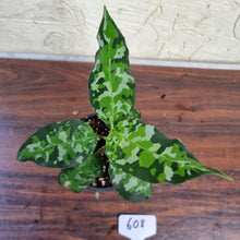 Load image into Gallery viewer, #608 Aglaonema Pictum Tricolor