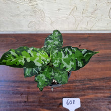 Load image into Gallery viewer, #608 Aglaonema Pictum Tricolor