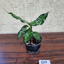 Load image into Gallery viewer, #608 Aglaonema Pictum Tricolor