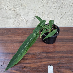 #40 Anthurium Pallidiflorum - Multiple heads