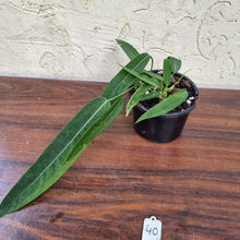 Load image into Gallery viewer, #40 Anthurium Pallidiflorum - Multiple heads