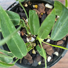 Load image into Gallery viewer, #40 Anthurium Pallidiflorum - Multiple heads