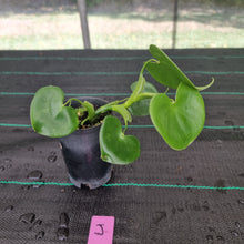 Load image into Gallery viewer, #J Philodendron Grazielae