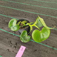 Load image into Gallery viewer, #J Philodendron Grazielae
