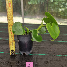 Load image into Gallery viewer, #J Philodendron Grazielae