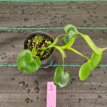 Load image into Gallery viewer, #J Philodendron Grazielae
