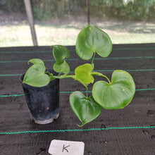 Load image into Gallery viewer, #K Philodendron Grazielae