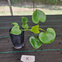 Load image into Gallery viewer, #K Philodendron Grazielae