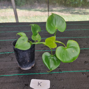 #K Philodendron Grazielae