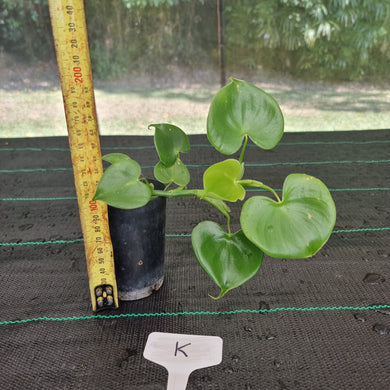 #K Philodendron Grazielae