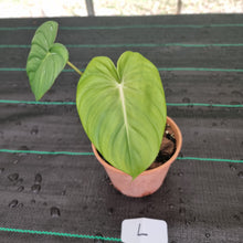 Load image into Gallery viewer, #L Philodendron Dean McDowell - Rooted/Shot cutting