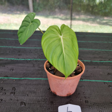 #L Philodendron Dean McDowell - Rooted/Shot cutting