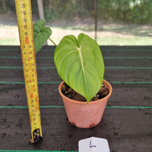 Load image into Gallery viewer, #L Philodendron Dean McDowell - Rooted/Shot cutting